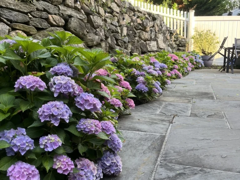back patio landscaping in greenwich